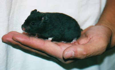black syrian hamster